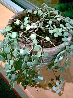  small  round leaves  house  plant 