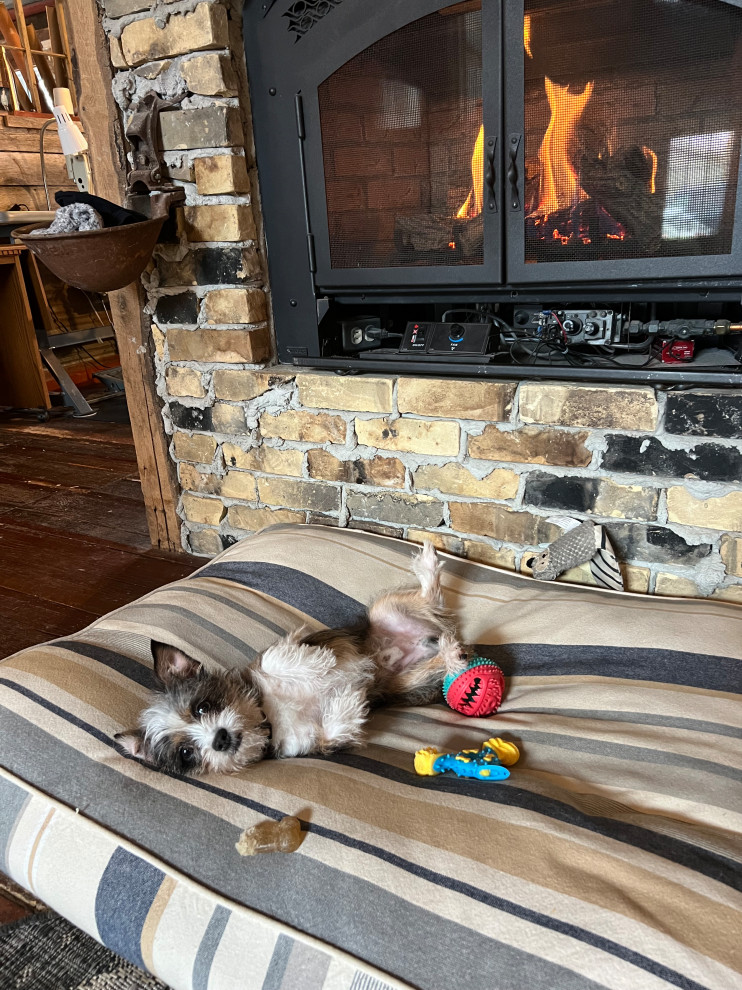 Shop Dogs