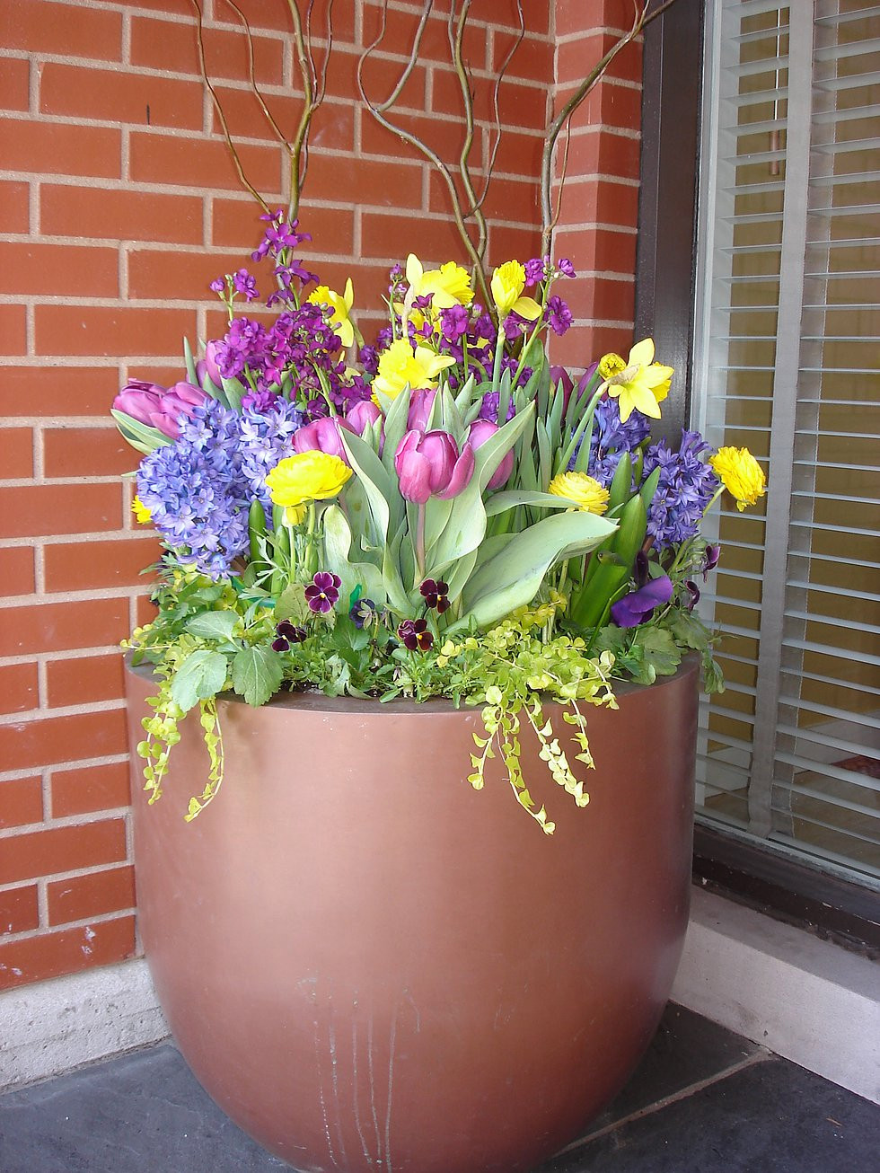 Spring had arrived. The hyacinths, tulips, daffoslies willow branches and the yellow creeping jenny tie this centerpiece together. In a perfect world all of these bulbs should be planted togheter but