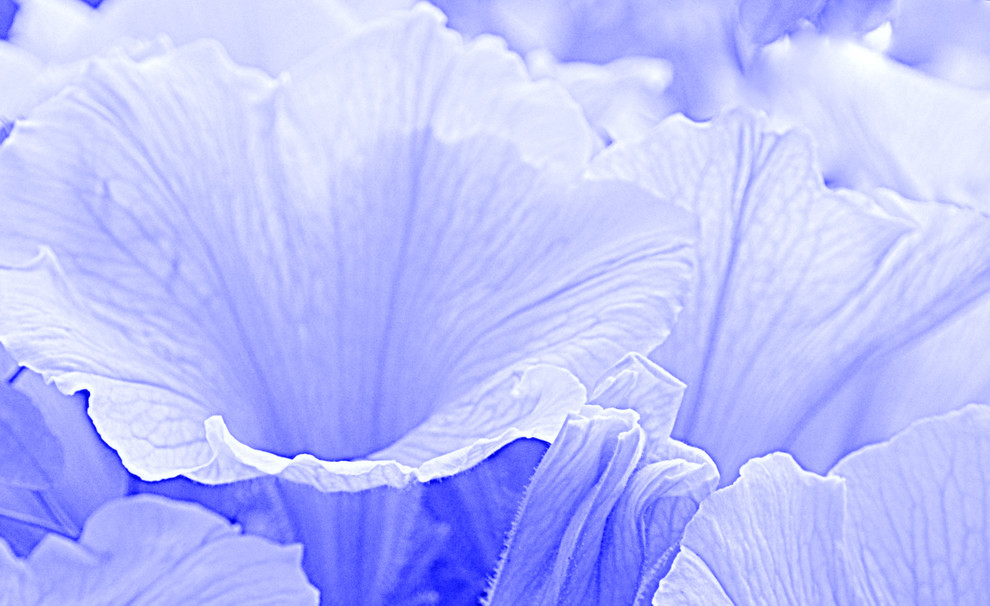 Petunias Blue I Print by Joan Han