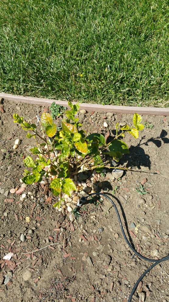 Arabian Jasmine shriveled/curling/yellowing leaves and tiny flowers