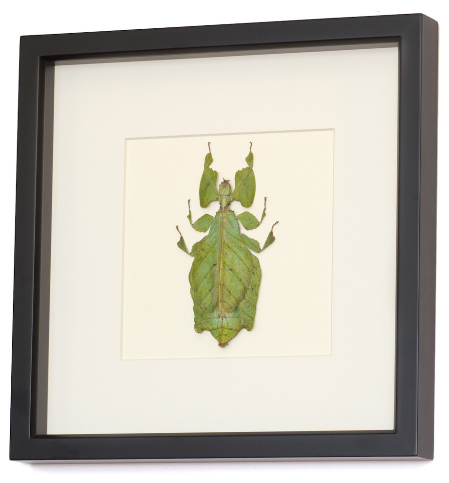 Real Insect Framed Display Contemporary Decorative Accents by Bug