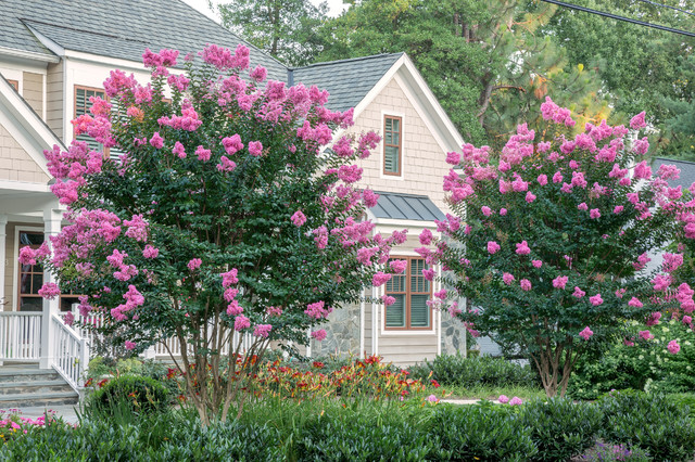 10 Flowering Trees Landscape Architects and Designers Love