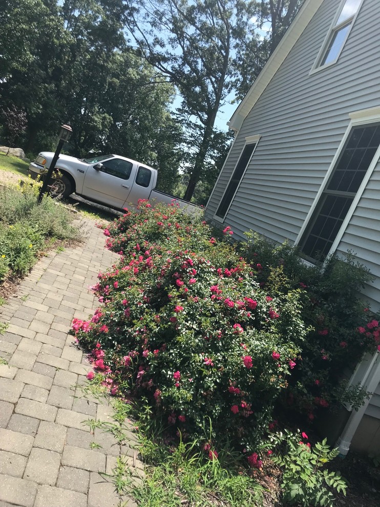 Your Complete Guide to Fall Rose Care