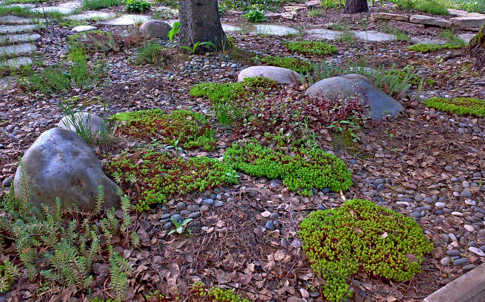 Оформление прикорневой зоны хвойных растений