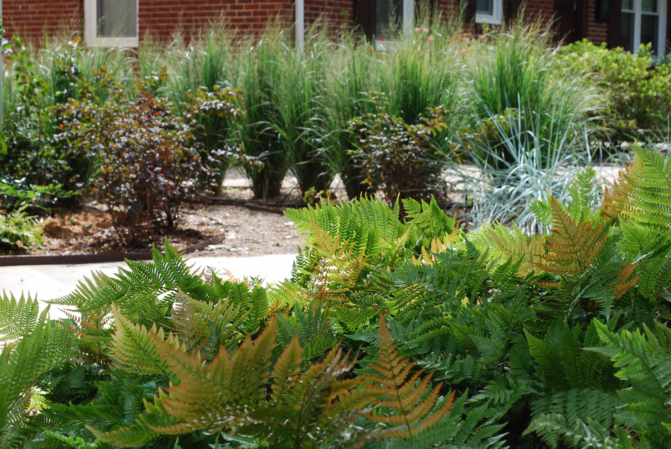 Turf-less front yard provides unexpected color and texture.