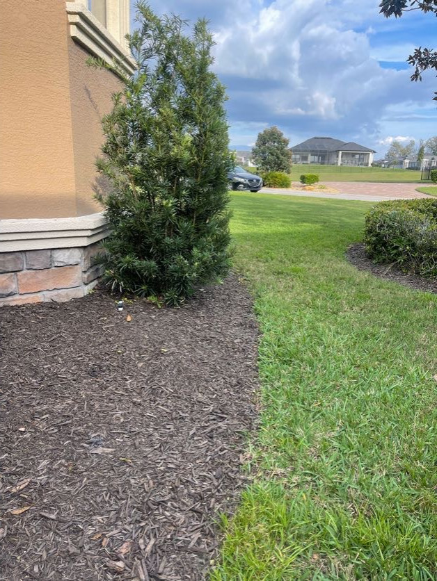 Revamp Landscape New Mulch and Plant Design