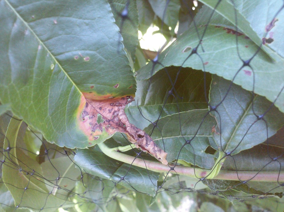 What's causing this on my nectarine tree?