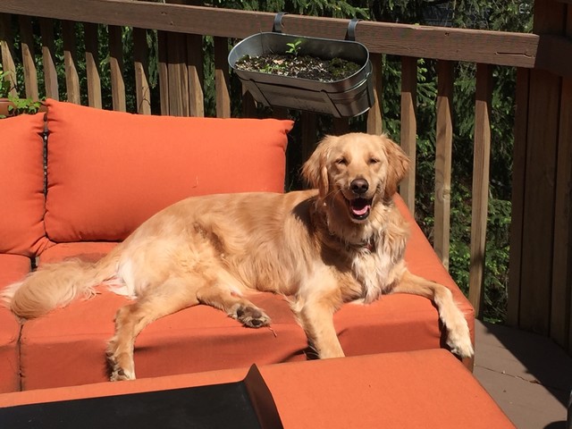 Goldilocks 