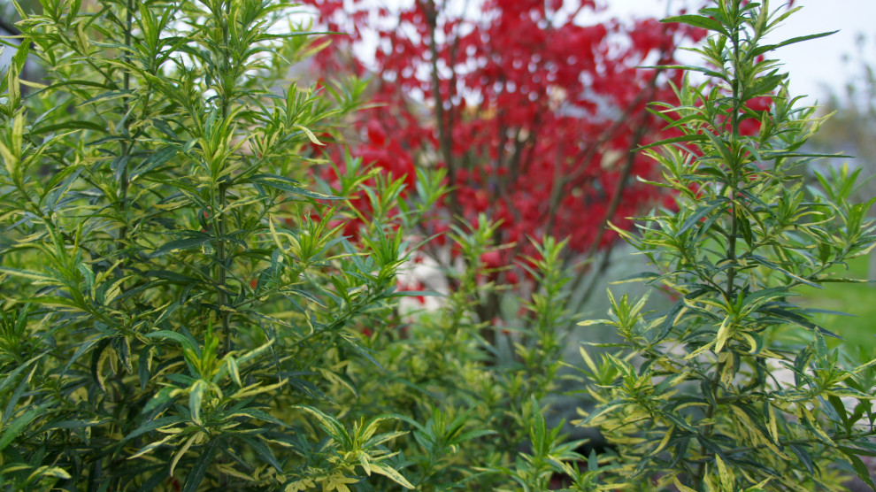 Цветники и композиции крупным планом