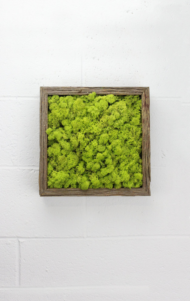 Мох.Стабилизированный мох. Ягель.Фитостены