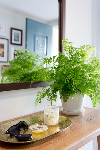 Indoor Plant Profile Maidenhair Fern
