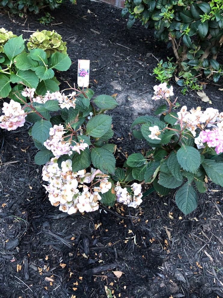Hydrangea flowers turning brown