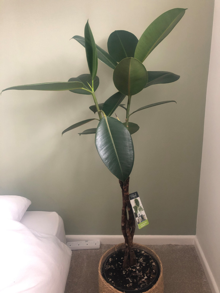 Why is my plant dying