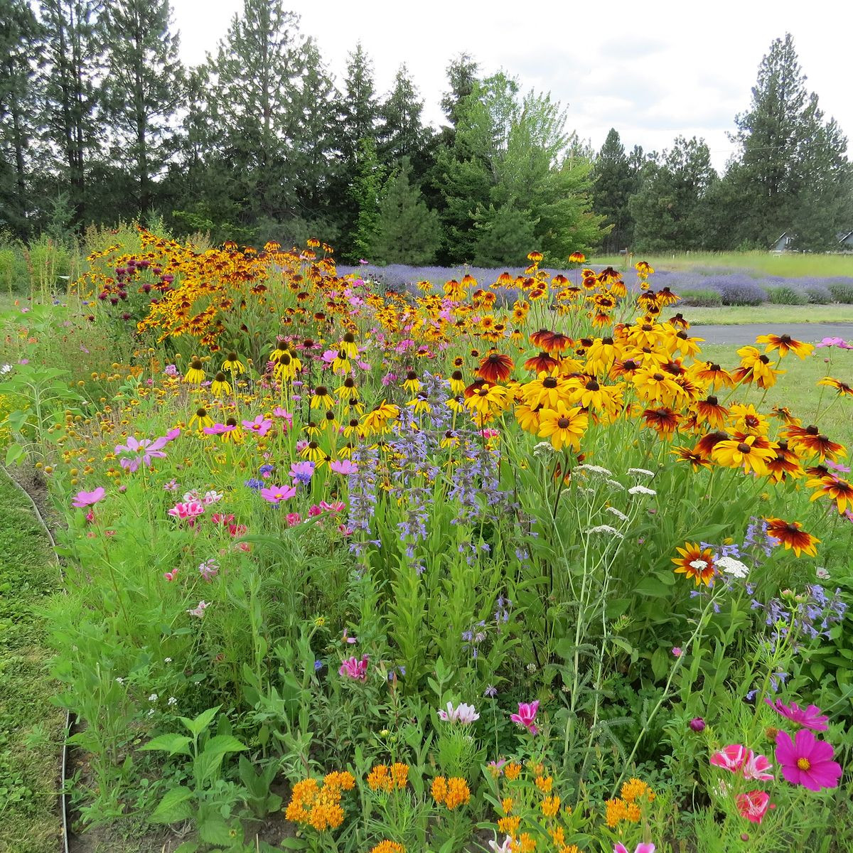 Native Gardens Design and Maintenance in 2024