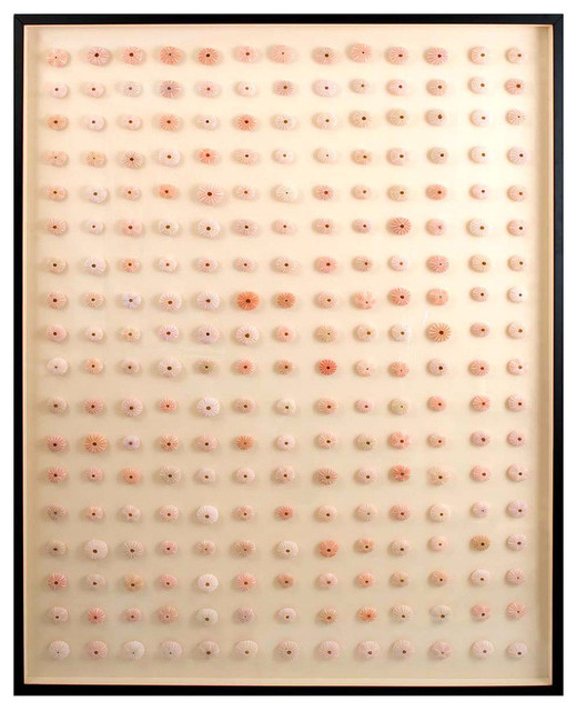 Pink Sea Urchin - Framed Specimens