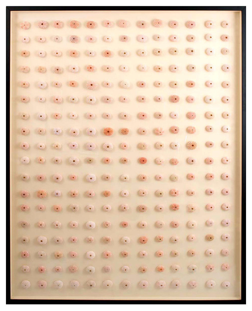 Pink Sea Urchin - Framed Specimens