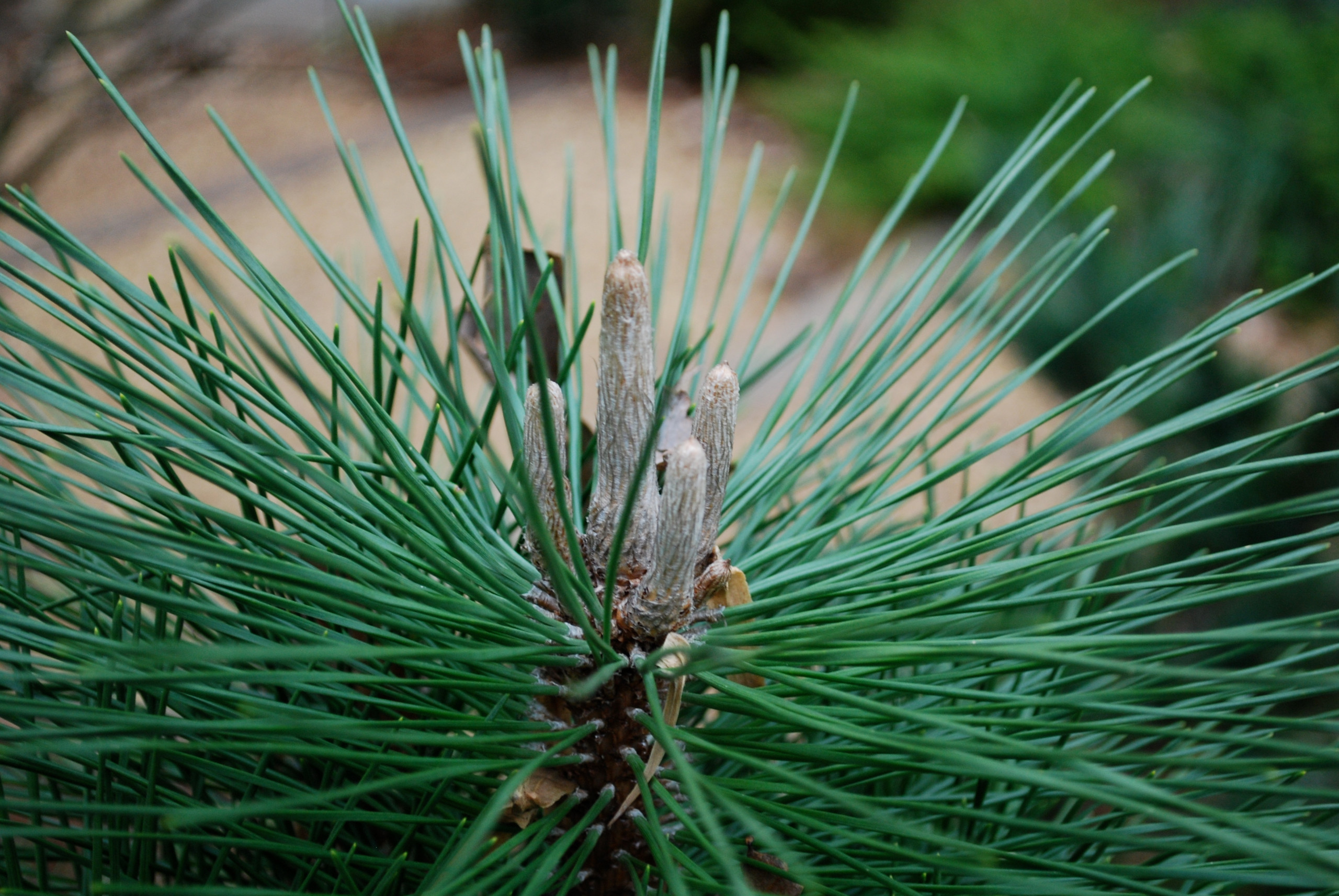 Thunderhead pine