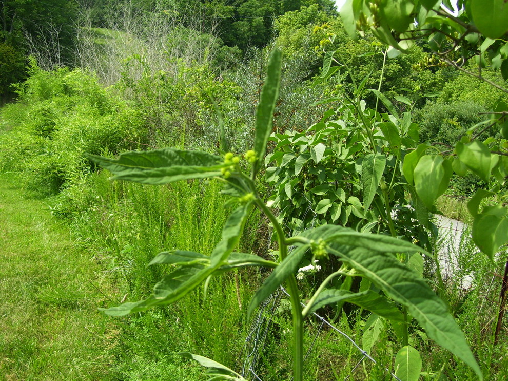 Yellow flowered weed