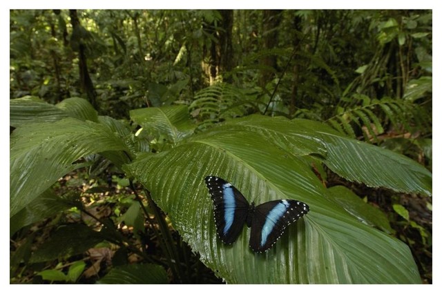 tropical rainforest butterflies