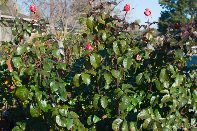 BEFORE: Rose Pruning 