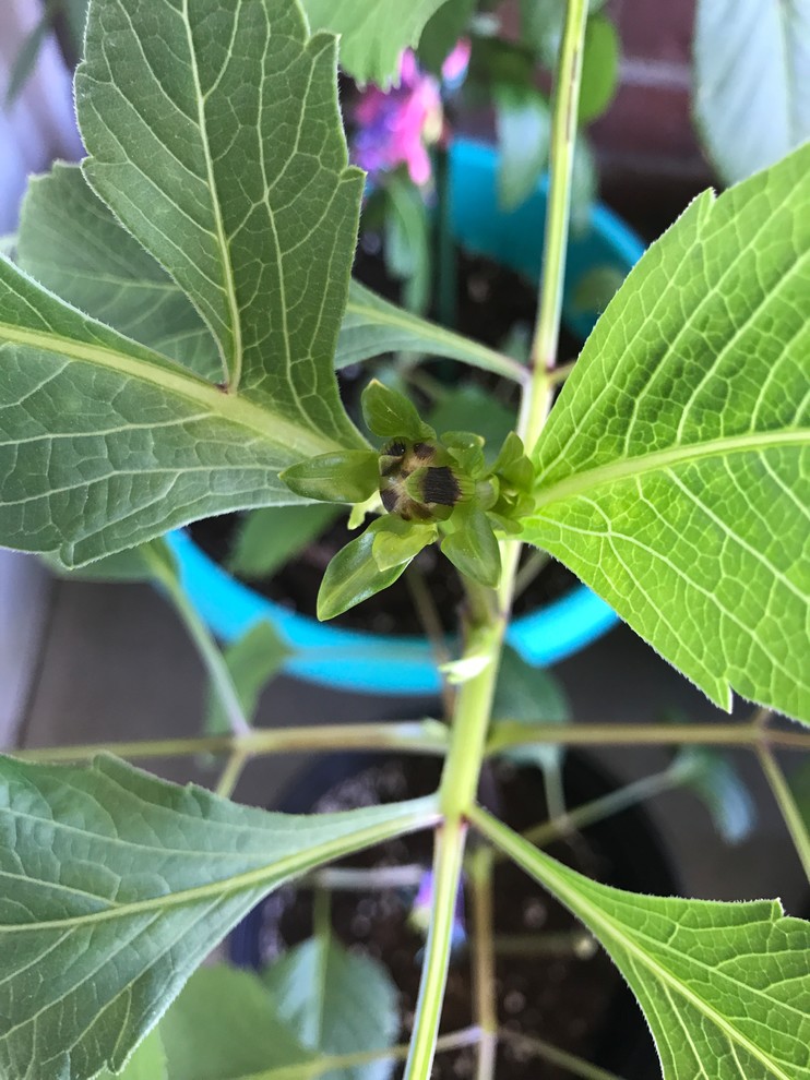 Dahlia Buds have Black Spots