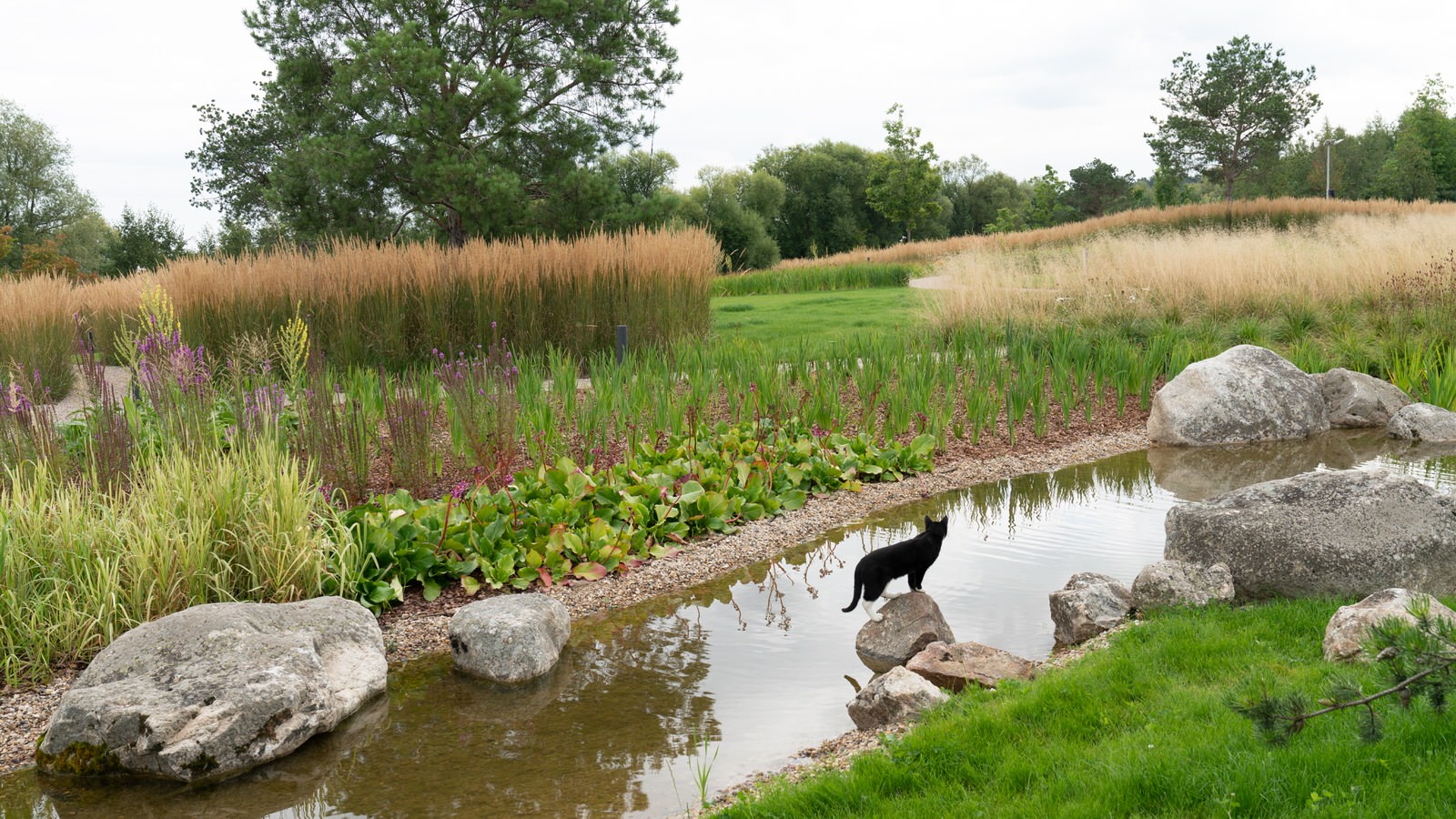 Природный сад. Жуковка XXI век. 2017-2018 гг.