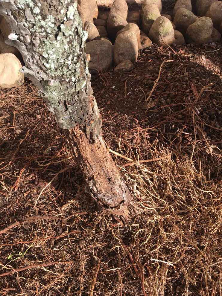 Pygmy Date Palm with trunk rot