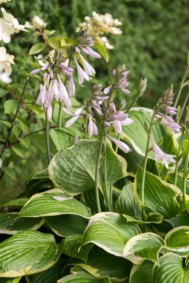 Выставочный сад "Тайны соблазна"