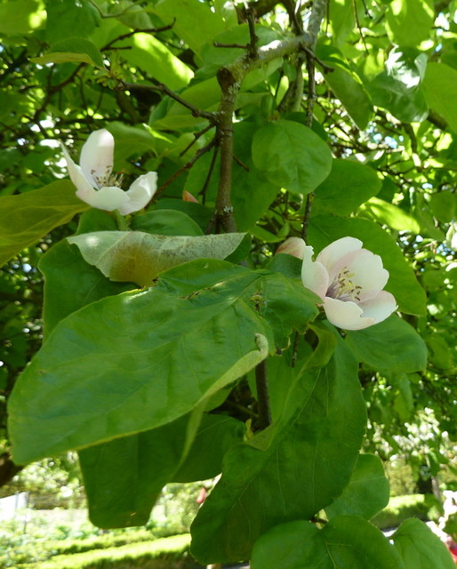 Why Grow Quince? For Beauty, Fragrance and OldTime Flavor