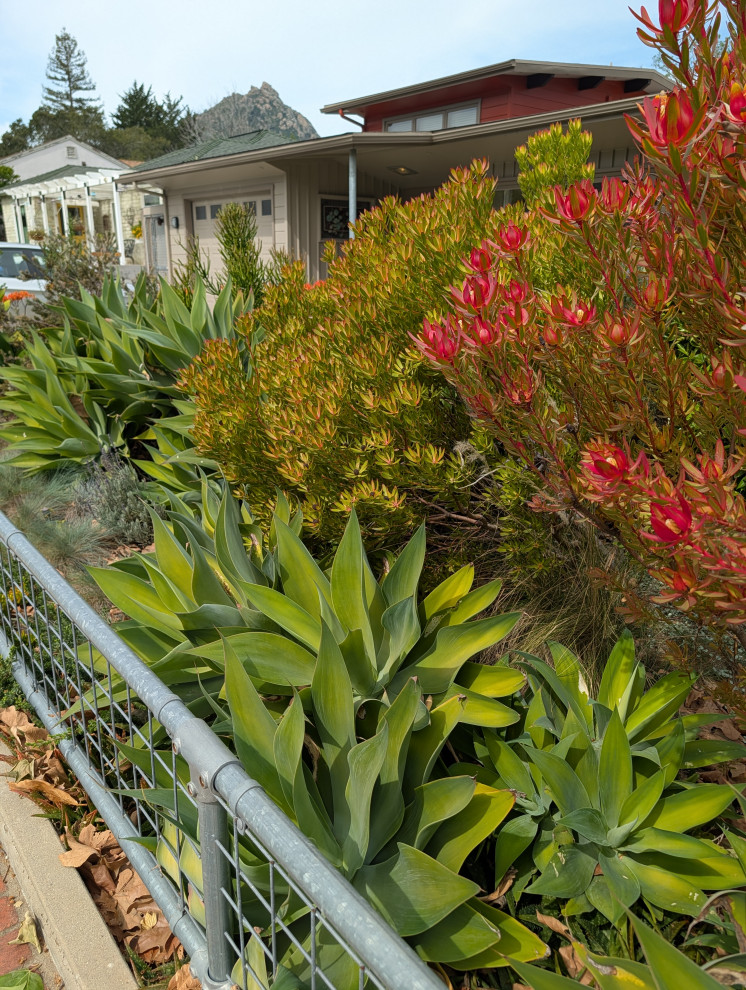 An Artist's Garden