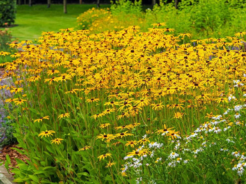 Native plants