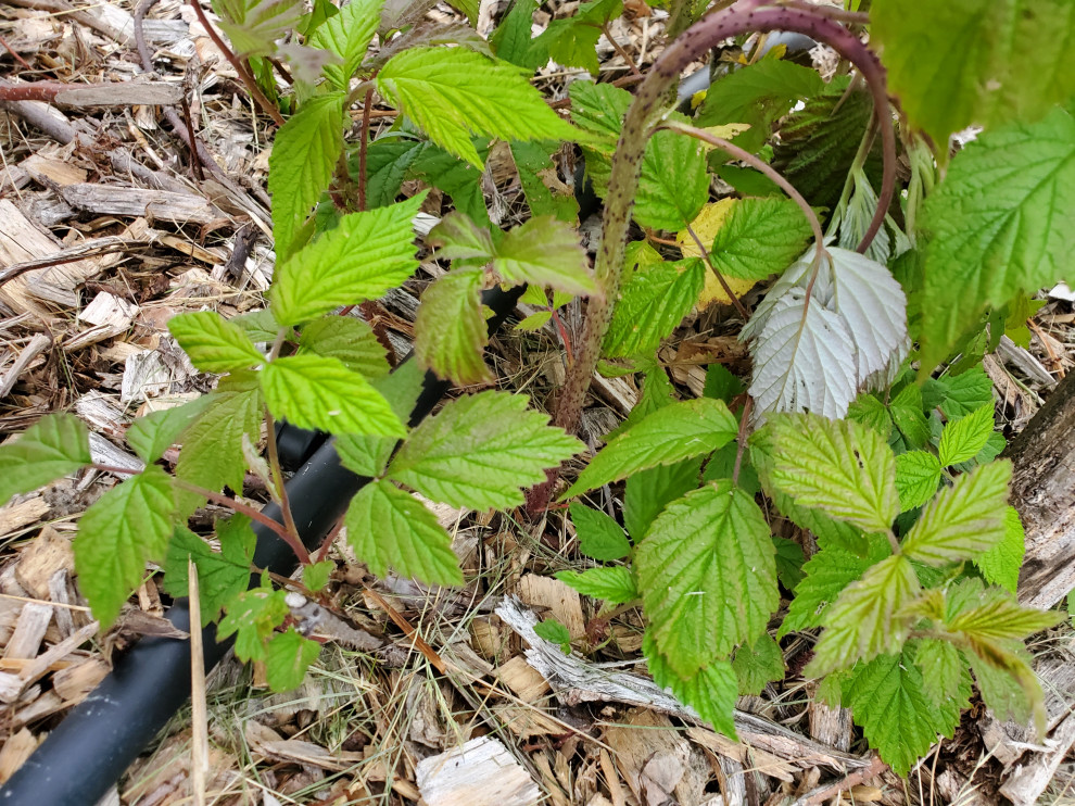 Raspberry Fire Is this Raspberry Fireblight | Houzz Forum