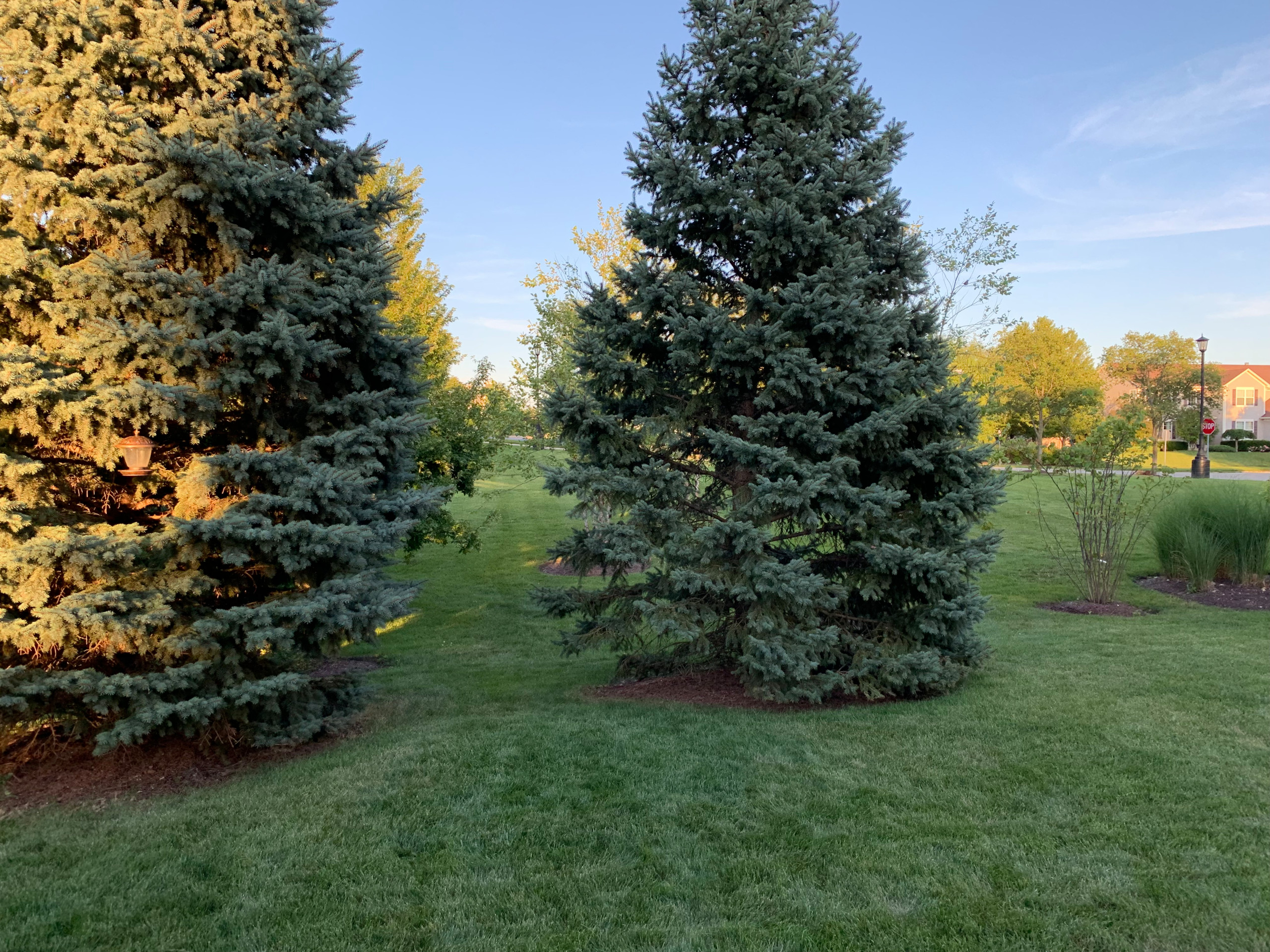 Colorado Blue/Green Spruce