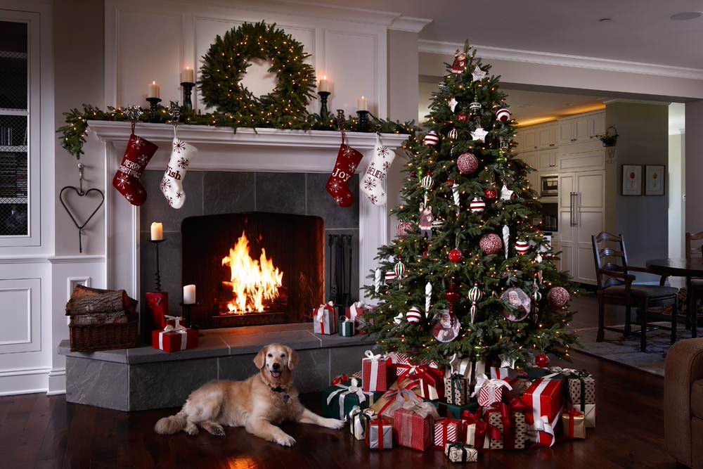 Weihnachten Haustiere Dekoration - Stockfotografie: lizenzfreie Fotos ©  lightsource 173393466
