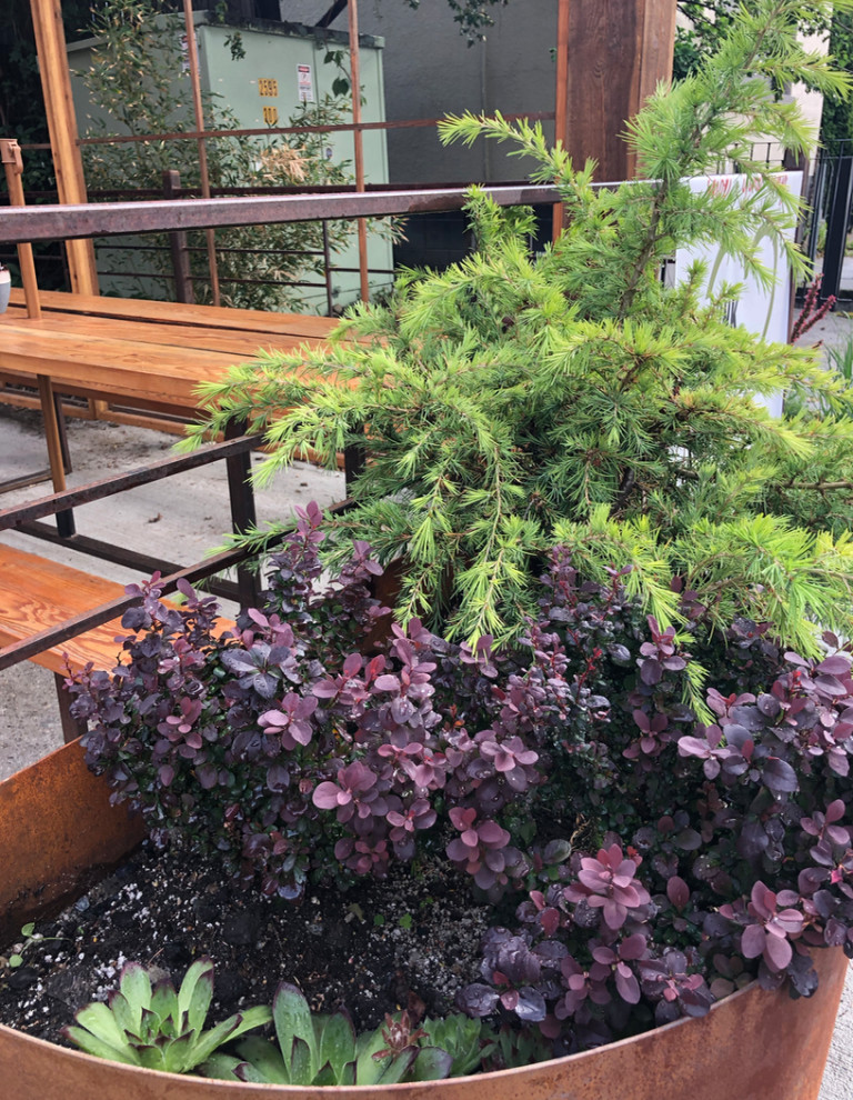 Kleiner, Halbschattiger Eklektischer Vorgarten mit Kübelpflanzen und Metallzaun in Vancouver