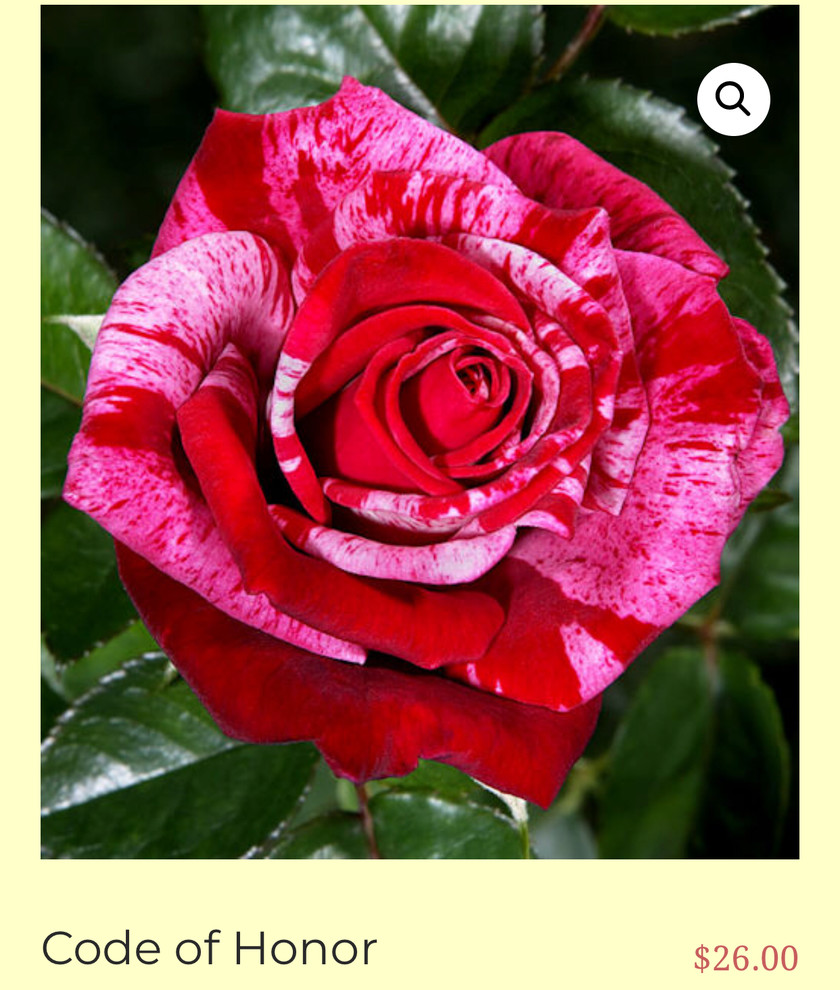 Rafe Roses Some Dave Bang’s roses listed at ForLoveOfRoses | Houzz Forum