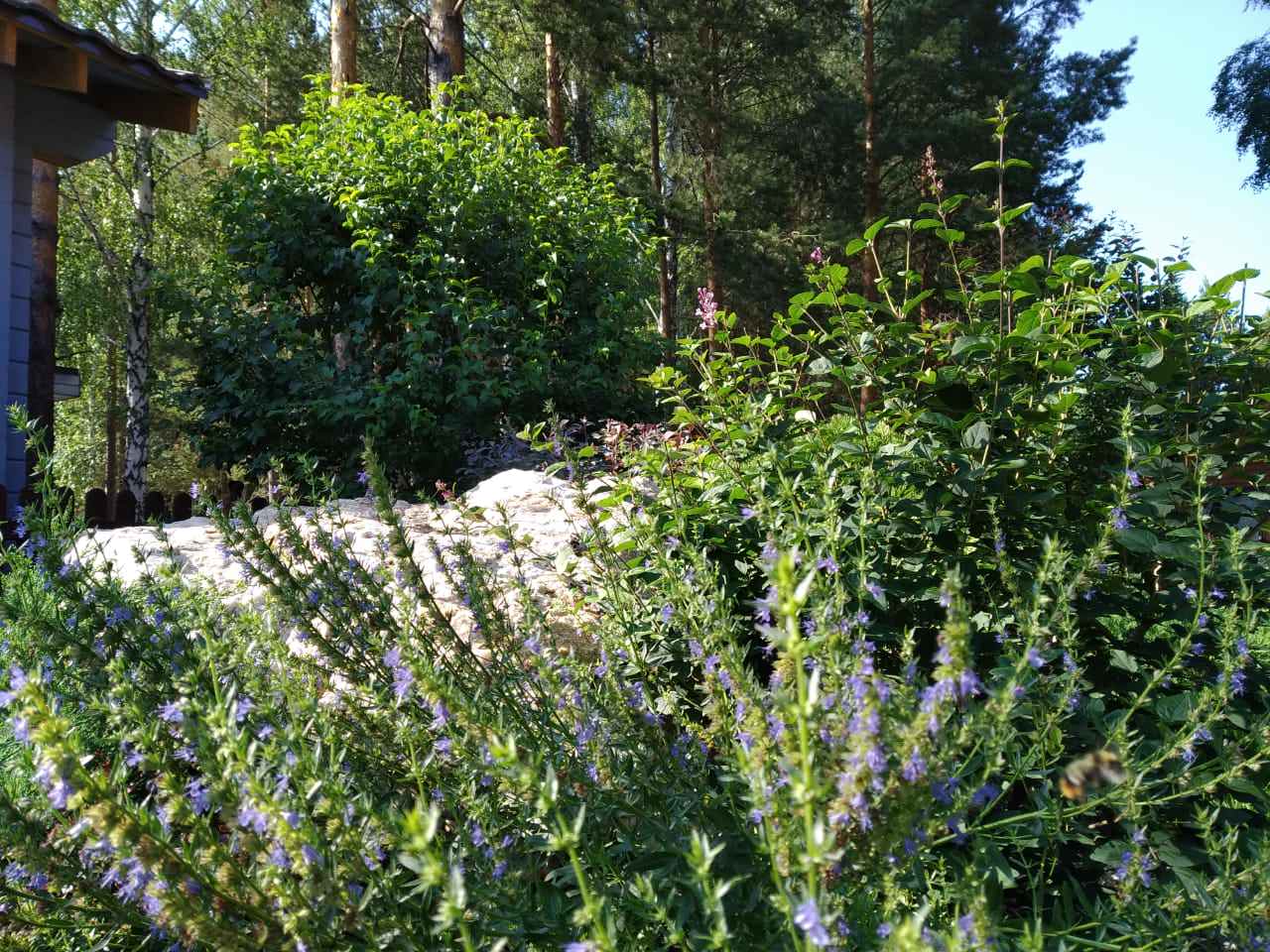 У леса на опушке