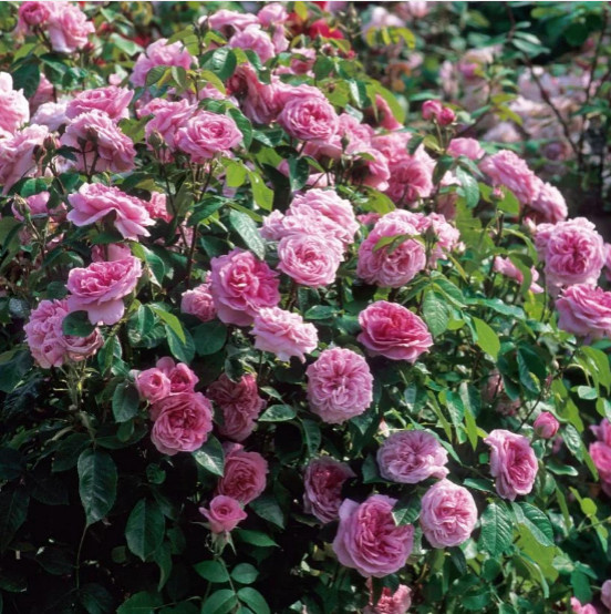 David Austin Roses in Pots