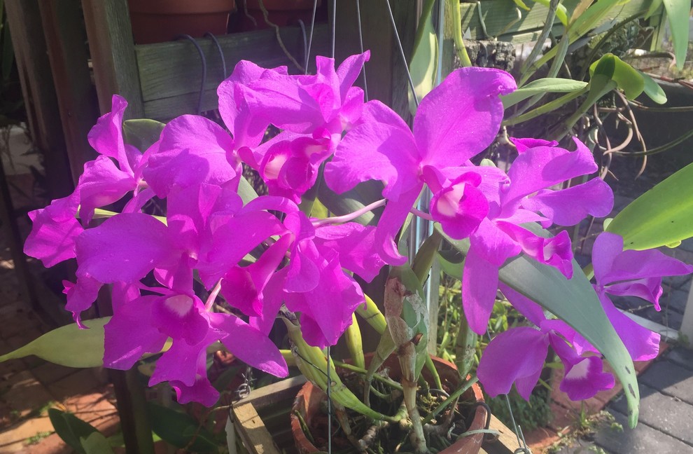 Cattleya Skinneri var coerulea