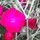 annie_stange