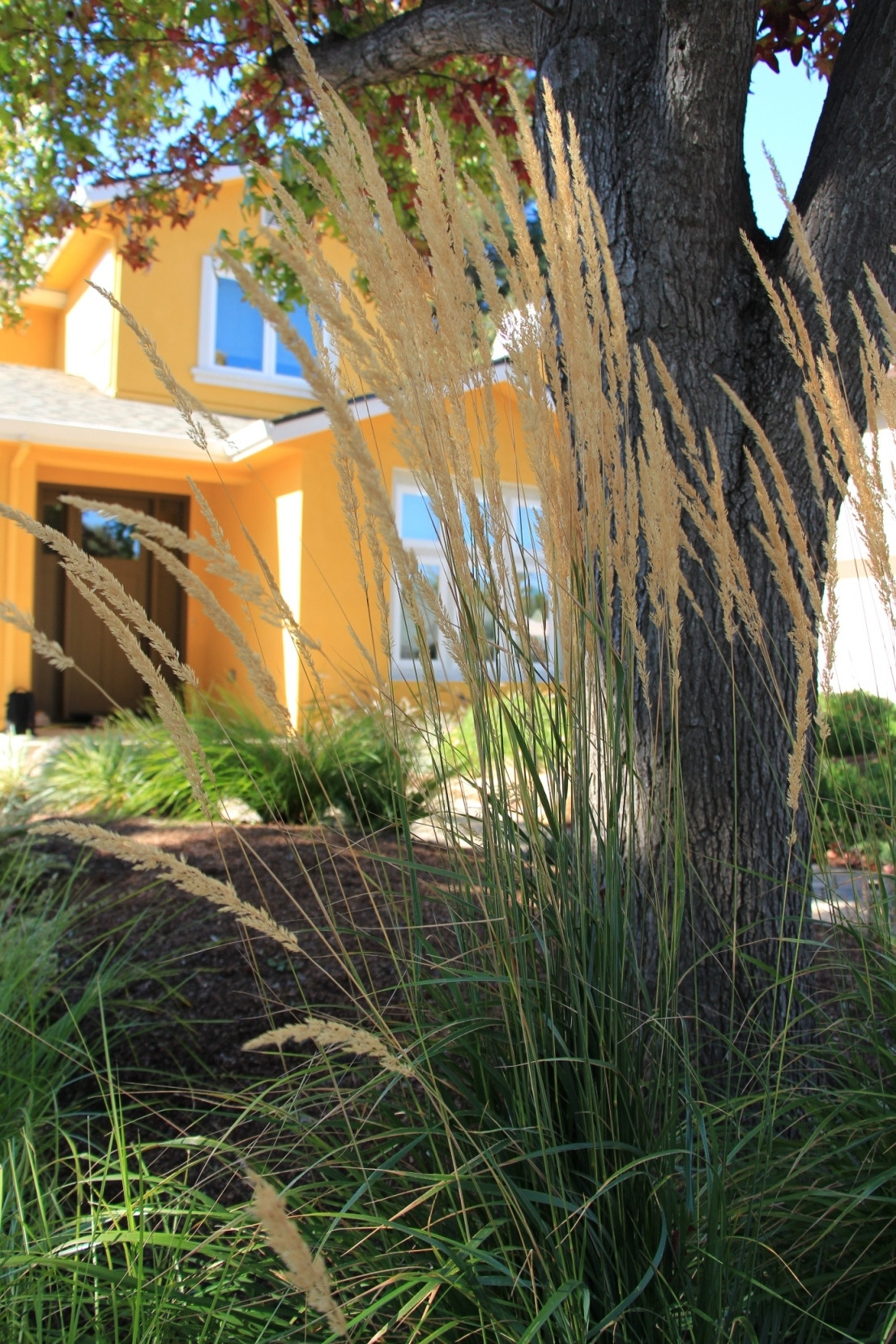 Vivide colors garden