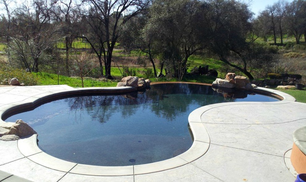 Mid-sized transitional backyard custom-shaped and concrete natural pool photo in Sacramento