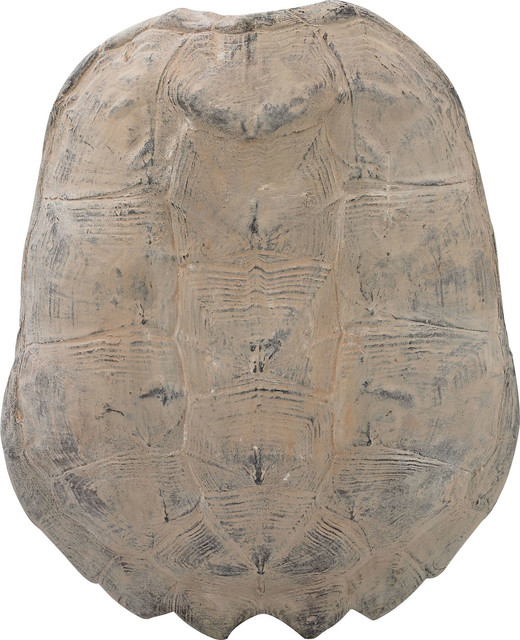 Cretaceous Spiny Turtle Shell - Beach Style - Decorative Objects And ...