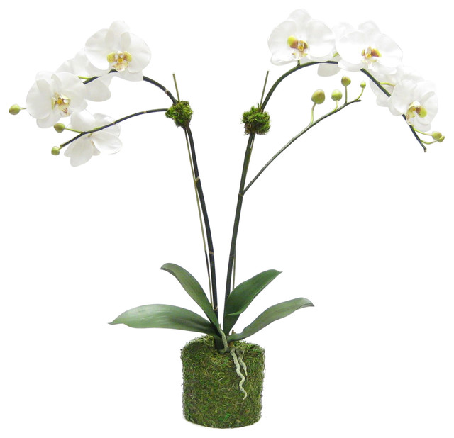 Artificial Phalaenopsis Double Orchid Drop In Traditional