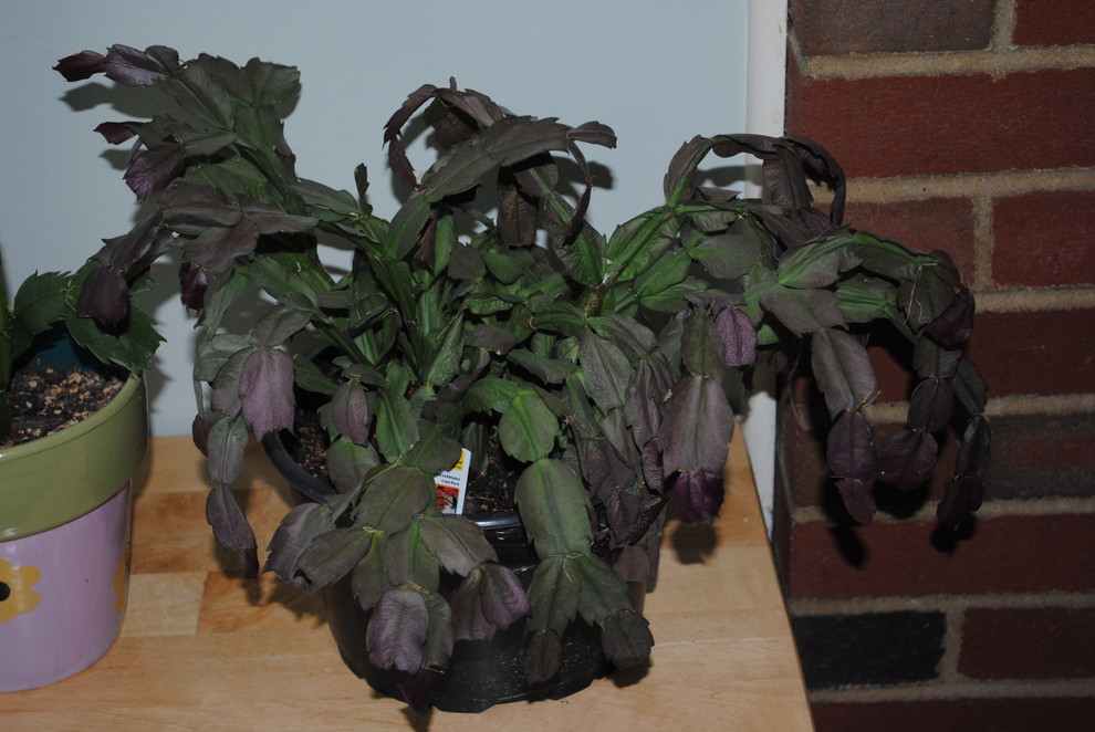Is my Christmas Cactus dead? | Houzz Forum