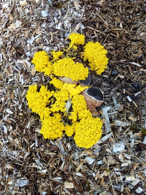 Help! What is this gross yellow foamy/spongy stuff?