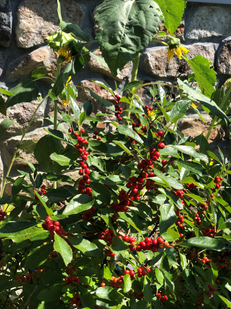Inspiration for a large rustic drought-tolerant and full sun backyard flower bed for winter.