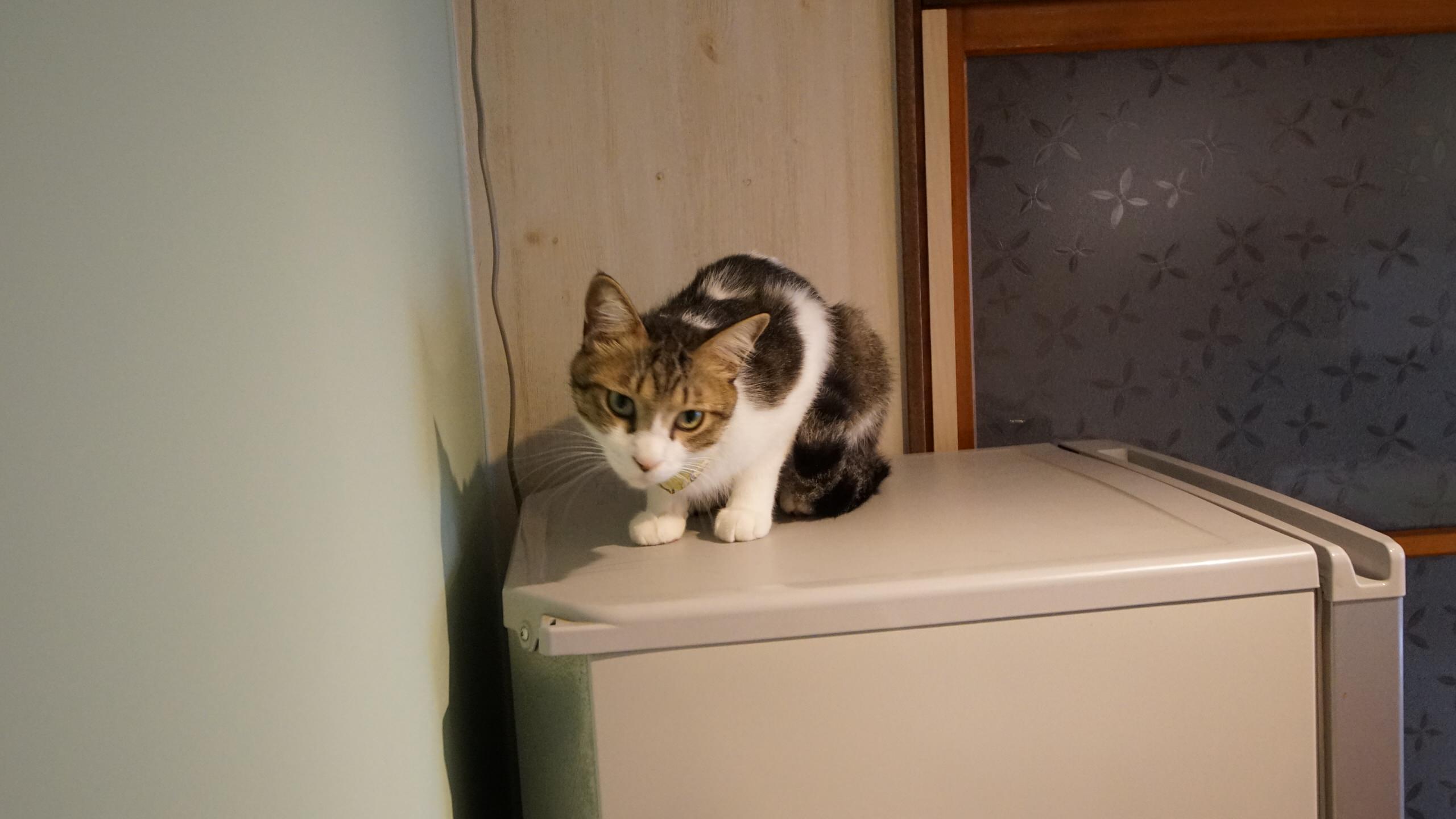 駒生の猫のいる平屋　中古＋リノベ＋DIYで家を楽しむ