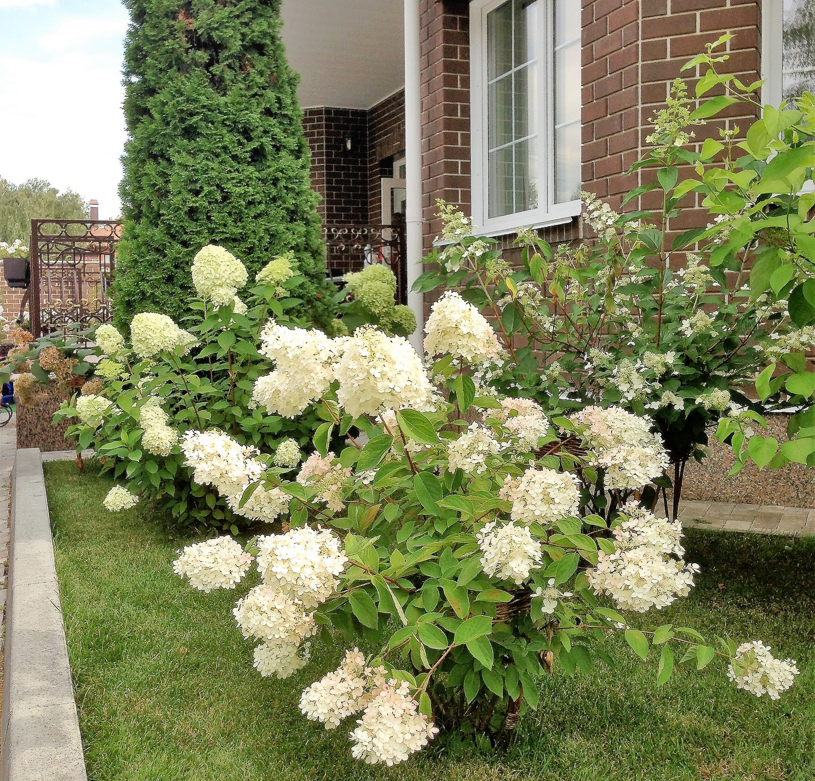 Вавиловец 1